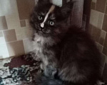 Кошки в Батайске: Котята Мейн Куна., 8 000 руб. - фото 2