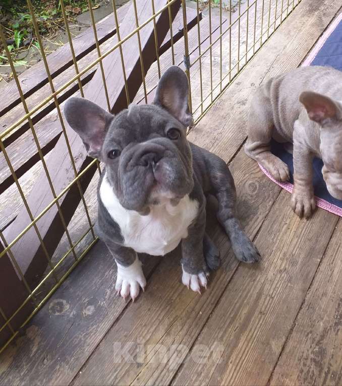 Собаки в Москве: Красивая девочка биг роп Девочка, 200 000 руб. - фото 3