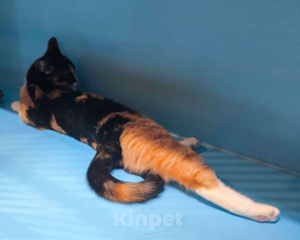 Кошки в Москве: Ласковая кошечка грустит в боксике 💔  Девочка, Бесплатно - фото 3