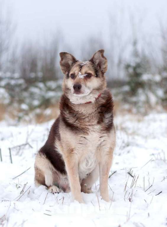 Собаки в Москве: Небольшой шоколадный пёсик Нейхем в добрые руки Мальчик, Бесплатно - фото 4