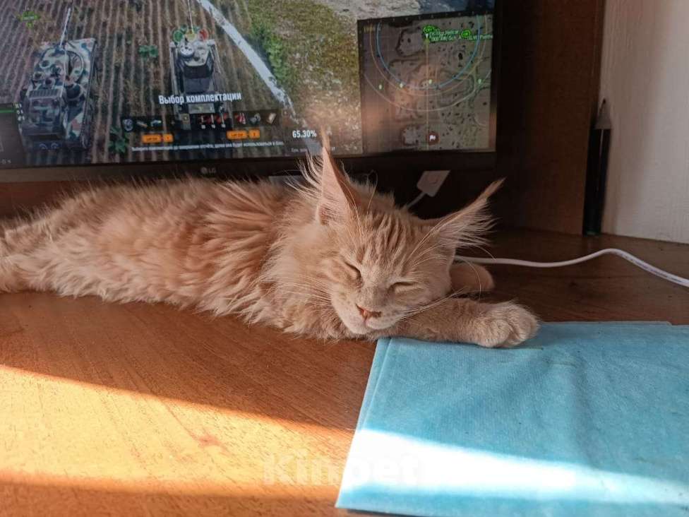 Кошки в Москве: Котенок мейн кун Мальчик, Бесплатно - фото 2