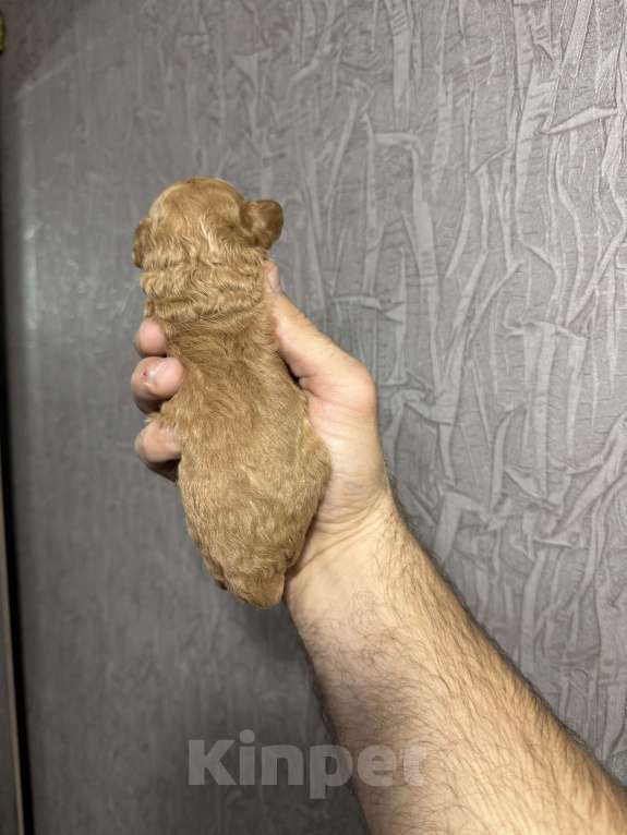 Собаки в Краснодаре: Той пудель  Мальчик, 60 000 руб. - фото 7