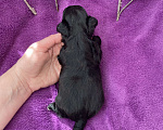 Собаки в Москве: Чёрный йорк мальчик Мальчик, 80 000 руб. - фото 6