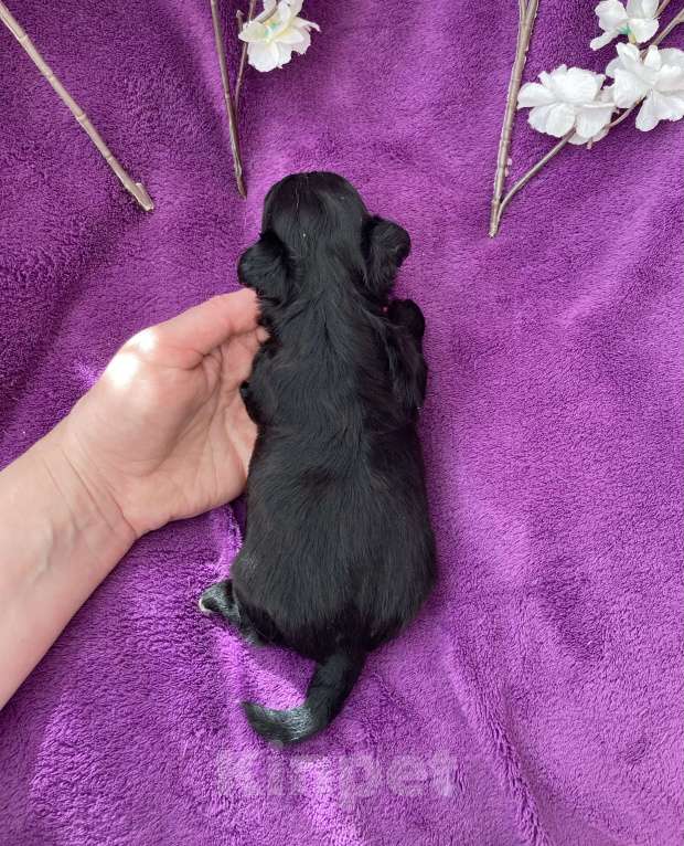 Собаки в Москве: Чёрный йорк мальчик Мальчик, 80 000 руб. - фото 6