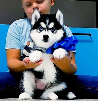 Хаски Щенки Разных окрасов