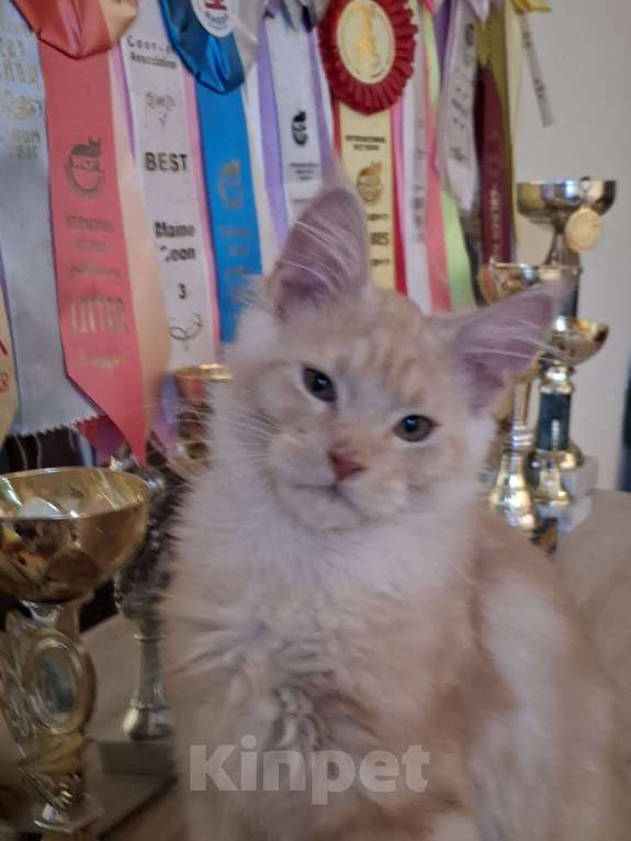 Кошки в Москве: Рыжая красавица. Девочка, 20 000 руб. - фото 2