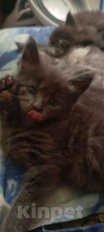 Кошки в Ачинске: Мейкунчик Мальчик, 15 000 руб. - фото 4