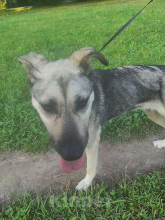 Собаки в Королеве: Эмма ищет хозяина! Девочка, Бесплатно - фото 2