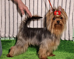 Собаки в Москве: Йорк мальчик Мальчик, Бесплатно - фото 1