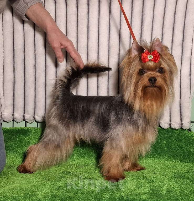 Собаки в Москве: Йорк мальчик Мальчик, Бесплатно - фото 1