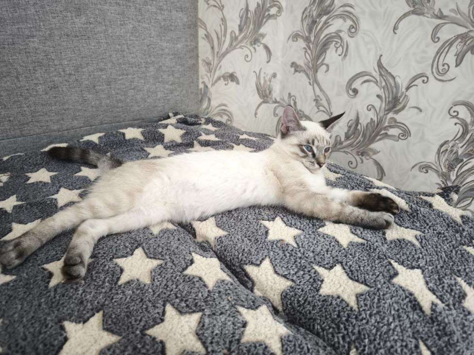 Кошки в Москве: Тайский котенок Пацан в добрые руки Мальчик, 1 руб. - фото 5