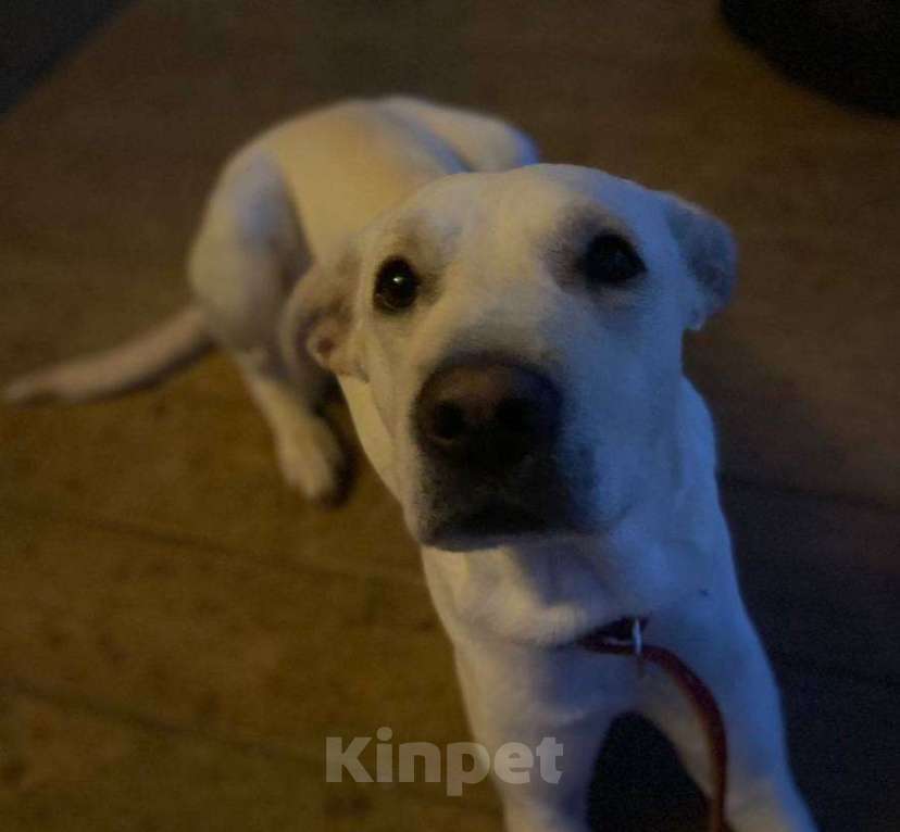 Собаки в Москве: Белый обтянутый кожей скелет Бемби Девочка, 10 руб. - фото 8