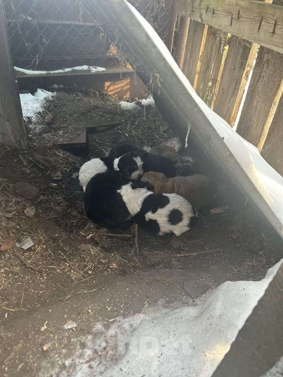 Собаки в других городах Челябинской области: Щенки от умного пса Мальчик, Бесплатно - фото 2