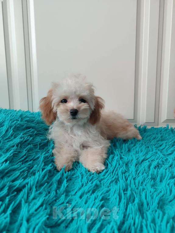 Собаки в Мытищах: Мальтипу F1 Девочка, 55 000 руб. - фото 4