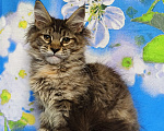 Кошки в Москве: Котёнок Мейн-Кун Полидакт. Девочка Девочка, 100 000 руб. - фото 6