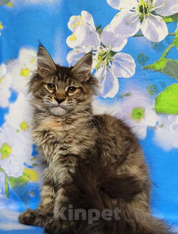 Кошки в Москве: Котёнок Мейн-Кун Полидакт. Девочка Девочка, 100 000 руб. - фото 6