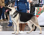 Собаки в других городах Московской области: Отличная ВЕО девочка от Чемпионоа Девочка, 60 000 руб. - фото 7