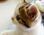 Кошки в Перми: Котик скоттиш страйт Мальчик, 10 000 руб. - фото 3