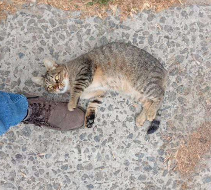 Кошки в Курске: Кот в добрые руки Мальчик, Бесплатно - фото 2