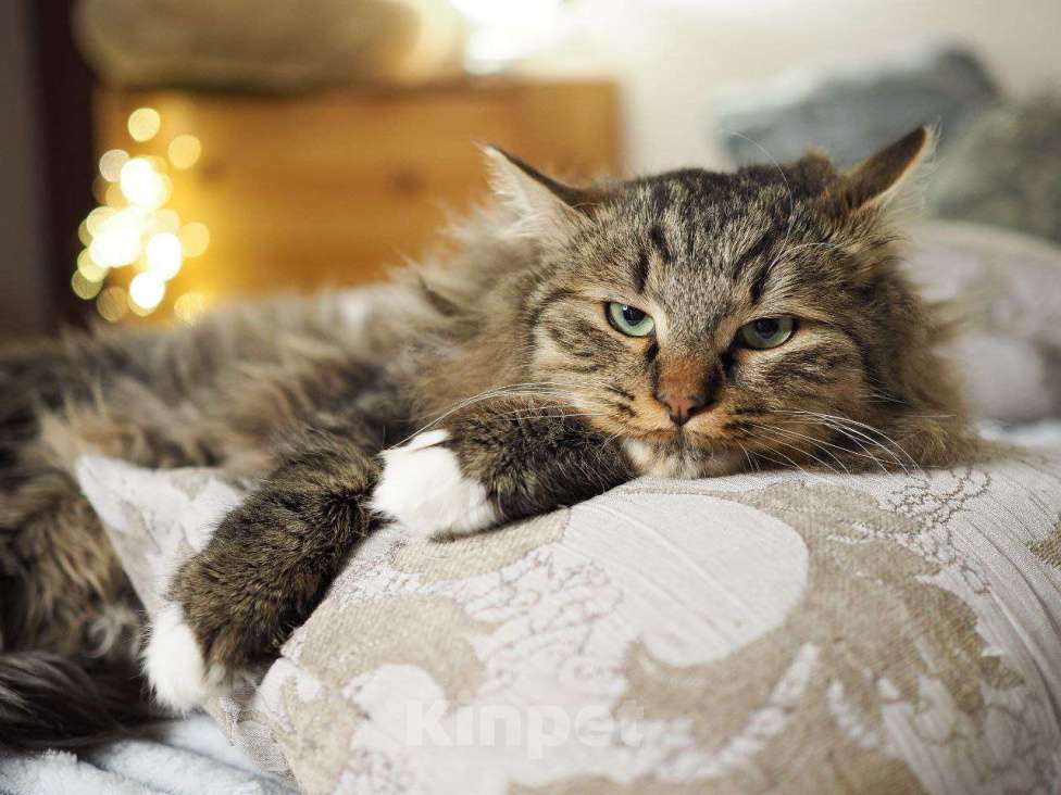 Кошки в Москве: Котик Мохер интересуется, почему он еще не дома Мальчик, Бесплатно - фото 6