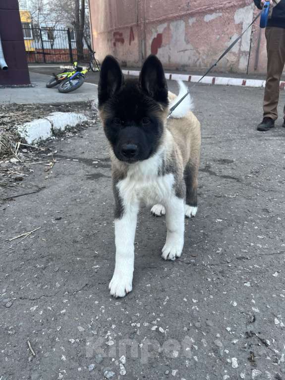 Собаки в Омске: Американская акита Девочка, 50 000 руб. - фото 1