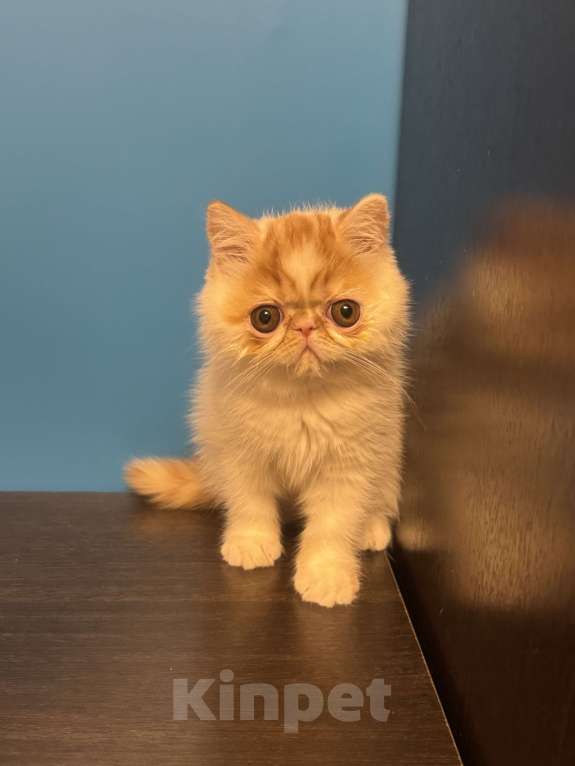 Кошки в Москве: Красотка Девочка, Бесплатно - фото 2