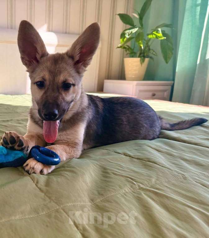 Собаки в Москве: Отдам щенка в добрые руки Девочка, Бесплатно - фото 2