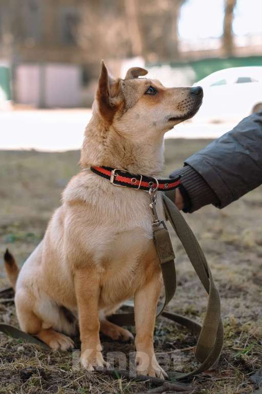 Собаки в Санкт-Петербурге: Малютка Фиби из приюта в добрые руки Девочка, Бесплатно - фото 7