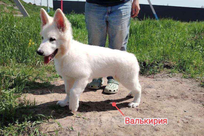 Собаки в Раменском: Щенки БШО Разнополые, 80 000 руб. - фото 1