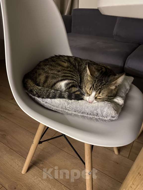 Кошки в других городах Московской области: 📌ПОТЕРЯЛСЯ КОТ📌 помогите найти за вознаграждение  Мальчик, 10 000 руб. - фото 4