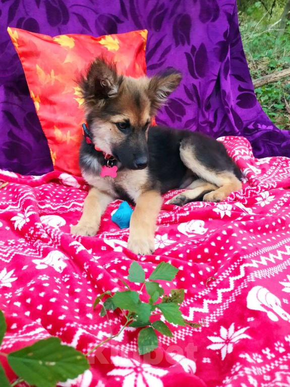 Собаки в Москве: Щеночек фенотип овчарки Мальчик, Бесплатно - фото 3