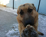 Собаки в Курске: Кобель для вязки Мальчик, 1 руб. - фото 4