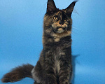 Кошки в Колпашево: Котята мейн-кун, 12 000 руб. - фото 5