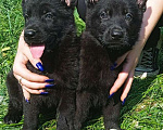 Собаки в Химках: Черные немецкие овчарки Мальчик, 40 000 руб. - фото 1