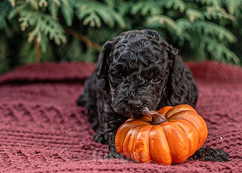 Собаки в Брянске: Мальчик той пуделя Мальчик, 40 000 руб. - фото 2