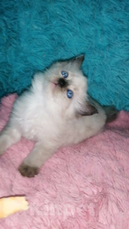 Кошки в Москве: Шотландские котята хайленд Мальчик, 10 000 руб. - фото 9