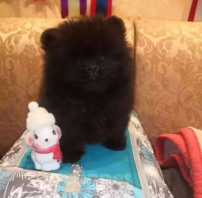 Собаки в Самаре: Щенки малыши Мальчик, Бесплатно - фото 6