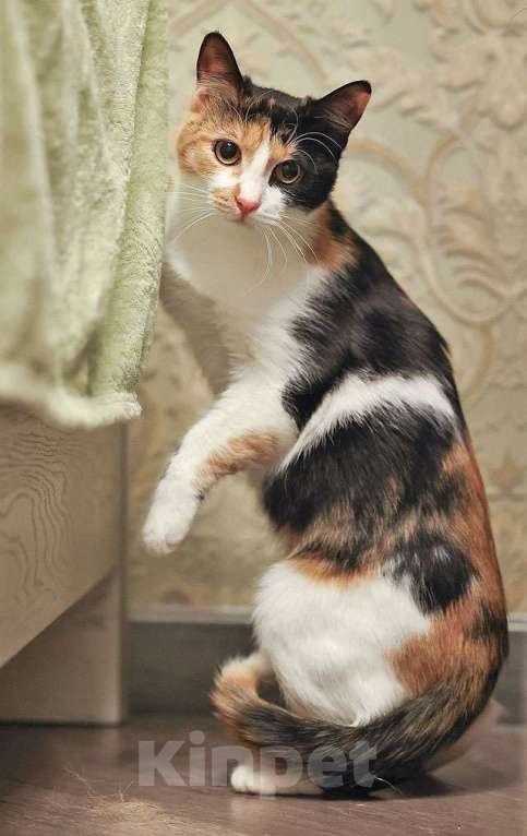 Кошки в Москве: Очаровательная трёхцветка Лора в поиске дома Девочка, 10 руб. - фото 10