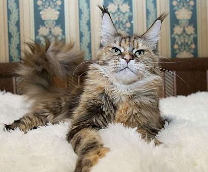 Мейн Кун Кошка