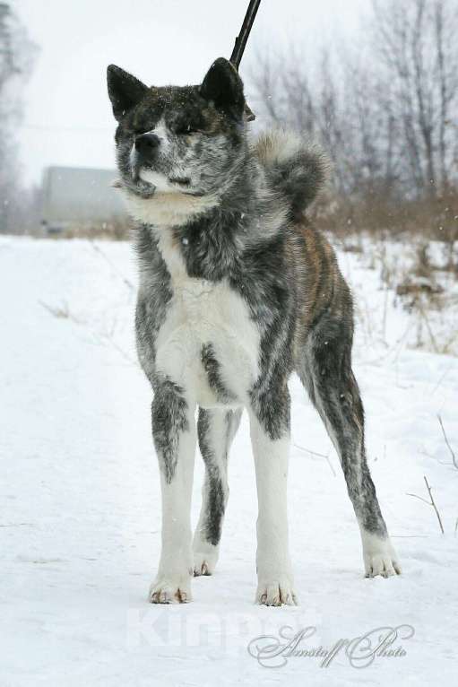 Собаки в Верхнем Пышме: Вязка с Акитой Ину, 5 500 руб. - фото 1