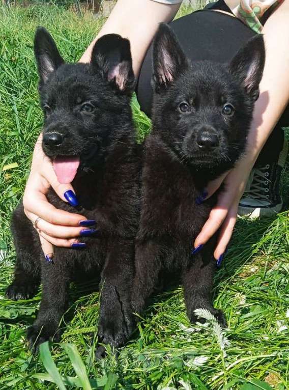 Собаки в Химках: Черные немецкие овчарки Мальчик, 40 000 руб. - фото 1