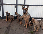 Собаки в Москве: Щенки немецкой овчарки, 3 месяца Девочка, 25 000 руб. - фото 1