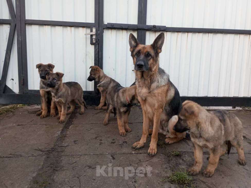 Собаки в Москве: Щенки немецкой овчарки, 3 месяца Девочка, 25 000 руб. - фото 1