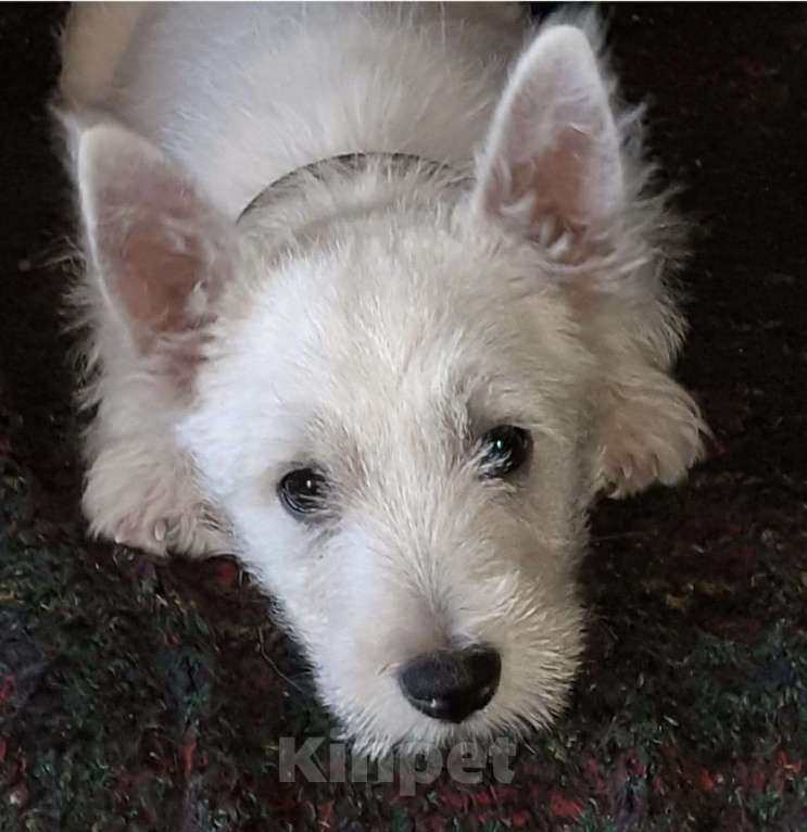 Собаки в Волгограде: Щенки 8естхайленд 8айт терьера Девочка, 65 000 руб. - фото 6