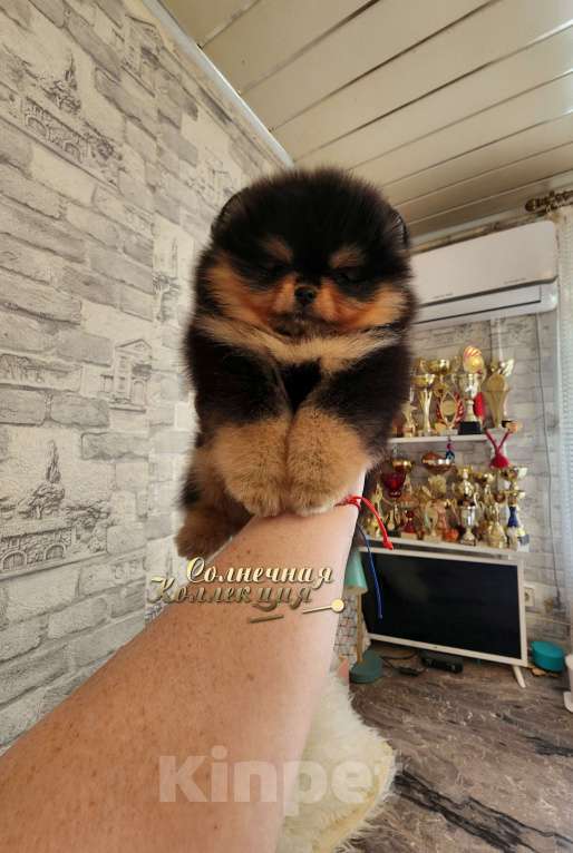 Собаки в Москве: Яркая набивная девочка померанского шпица РКФ Девочка, Бесплатно - фото 3