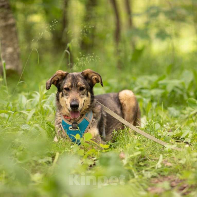 Собаки в Москве: Шкода Девочка, Бесплатно - фото 3