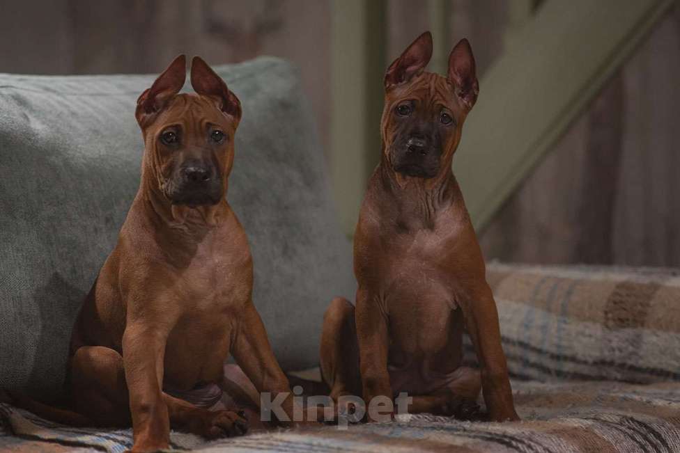 Собаки в Перми: Щенок тайского риджбека Мальчик, 60 000 руб. - фото 1