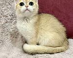 Кошки в Санкт-Петербурге: Шотландский прямоухий котие Мальчик, 50 000 руб. - фото 3