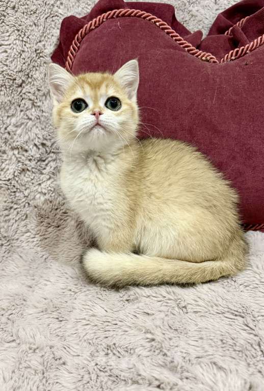 Кошки в Санкт-Петербурге: Шотландский прямоухий котие Мальчик, 50 000 руб. - фото 3