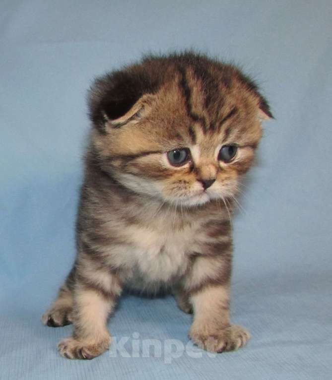 Кошки в Санкт-Петербурге: шотландский котик Мальчик, 40 000 руб. - фото 4